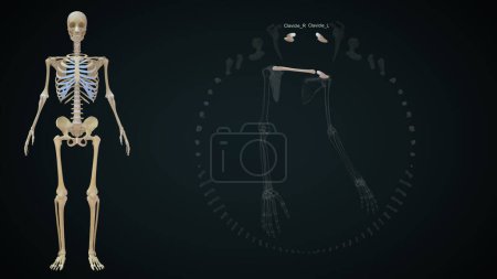 Téléchargez les photos : Illustration 3D des os des membres supérieurs, Clavicule - en image libre de droit