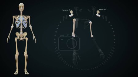 Foto de 3d ilustración renderizada de huesos de extremidades superiores, húmero - Imagen libre de derechos