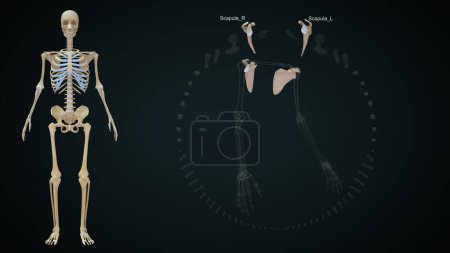 Téléchargez les photos : Illustration en 3D des os des membres supérieurs, clavicule, omoplate - en image libre de droit