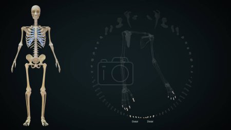 Foto de 3d ilustración renderizada de los huesos del miembro superior, Distal - Imagen libre de derechos
