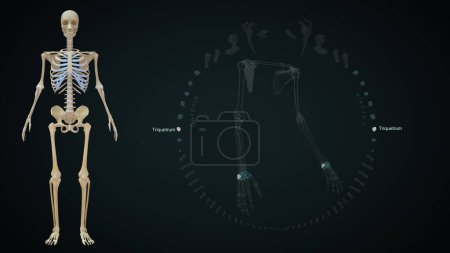 Téléchargez les photos : Illustration 3D des os des membres supérieurs, - en image libre de droit