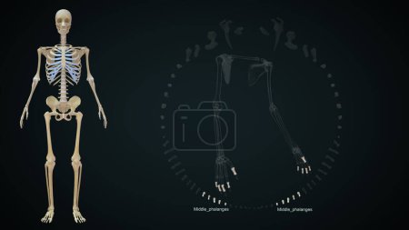 Photo for 3d rendered illustration of Upper limb bones, Middle, Phalanges - Royalty Free Image