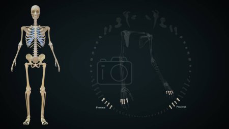Foto de 3d renderizado ilustración de los huesos de las extremidades superiores, Próximo - Imagen libre de derechos