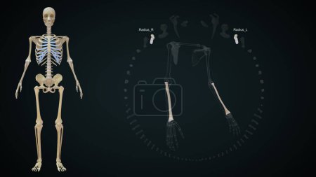 Téléchargez les photos : Illustration 3D des os des membres supérieurs, Rayon - en image libre de droit
