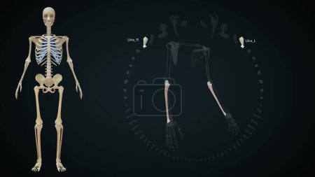 Téléchargez les photos : Illustration 3D des os des membres supérieurs, Ulna - en image libre de droit