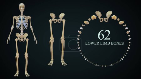 Foto de Ilustración 3d de huesos de miembros inferiores - Imagen libre de derechos