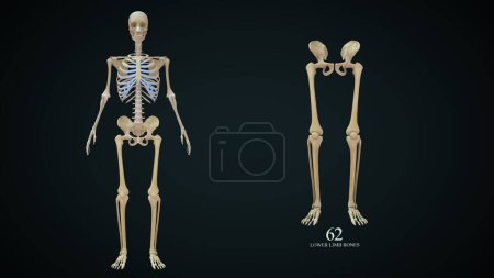Photo for 3d rendered illustration of Lower limb bones - Royalty Free Image