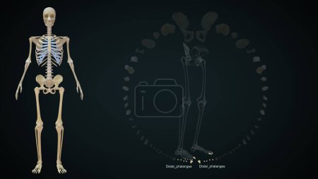 Foto de 3d ilustración renderizada de los huesos de las extremidades inferiores, falanges distales - Imagen libre de derechos