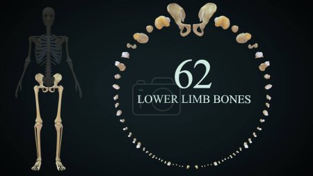 Foto de Ilustración 3d de huesos de miembros inferiores - Imagen libre de derechos