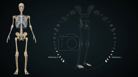 Foto de 3d ilustración renderizada de huesos de miembros inferiores, Metatarsianos - Imagen libre de derechos
