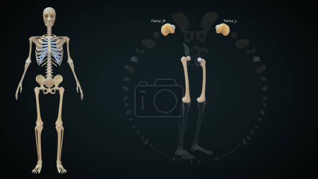 Téléchargez les photos : Illustration 3D des os des membres inférieurs, fémur - en image libre de droit
