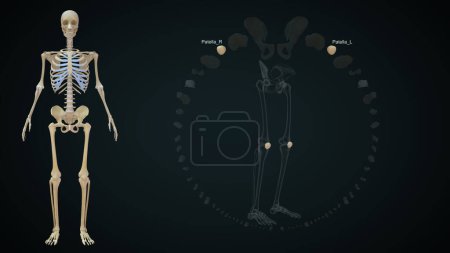 Foto de 3d renderizado ilustración de los huesos de las extremidades inferiores, Patella - Imagen libre de derechos