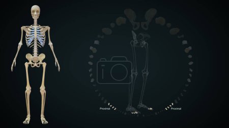 Foto de 3d renderizado ilustración de los huesos de las extremidades inferiores, Próximo - Imagen libre de derechos