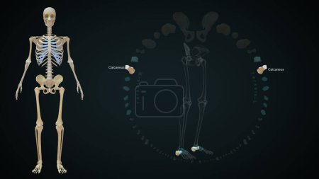 Foto de Hueso calcáneo en el esqueleto humano system.3d ilustración - Imagen libre de derechos