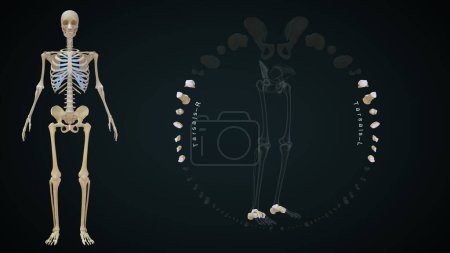 Photo for Tarsals bone in human skeletal system.3d illustration - Royalty Free Image