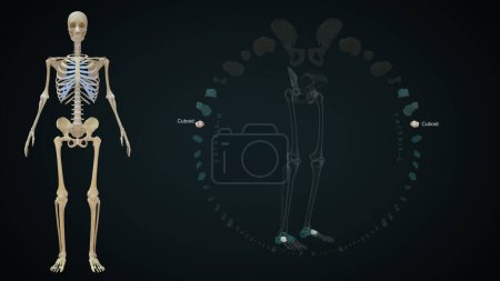 Photo for Tarsals cuboid bone in Lower limb bones.3d illustration - Royalty Free Image