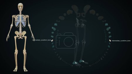 Foto de 3d Ilustración de huesos de miembros inferiores Tarsos Cuneiforme intermedio - Imagen libre de derechos