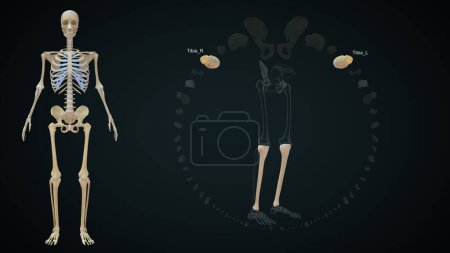 Téléchargez les photos : Tibia os anatomie du crâne humain.Illustration 3D - en image libre de droit
