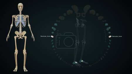 Photo for Tarsals Navicular in lower limb bones.3d illustration - Royalty Free Image