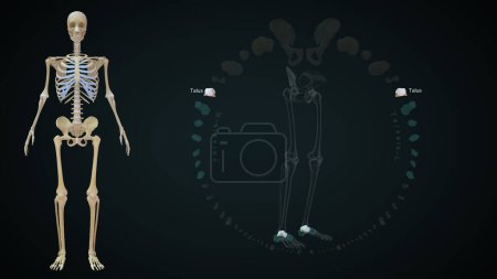 Photo for Tarsals Talus bones in lower limb bones.3d illustration - Royalty Free Image