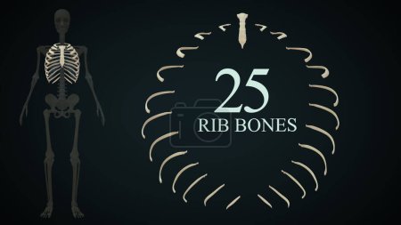 Photo for Total rib bones in human skeleton anatomy.3d illustration - Royalty Free Image