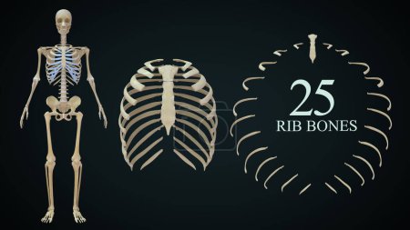 Photo for 3d illustration of Human rib cage isolated in Background - Royalty Free Image