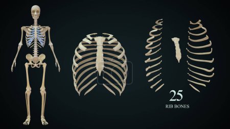 Photo for 3d illustration of human rib cage explaining  isolated in background - Royalty Free Image
