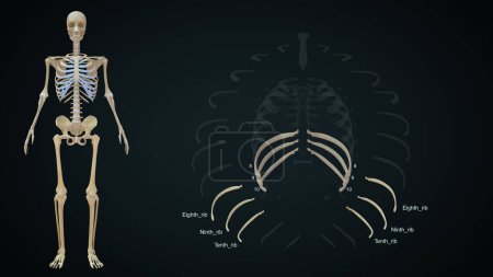Téléchargez les photos : Fausses côtes dans l'anatomie de la cage thoracique humaine.Illustration 3D - en image libre de droit