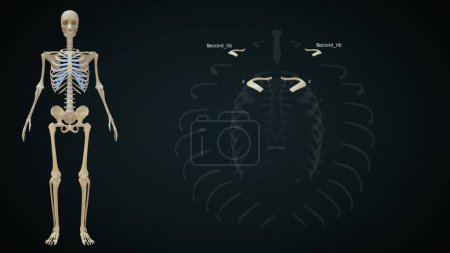 Téléchargez les photos : Deuxième anatomie de l'os des côtes en cage thoracique.Illustration 3d - en image libre de droit