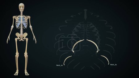 Foto de Anatomía de la novena costilla en caja torácica. Ilustración 3d - Imagen libre de derechos