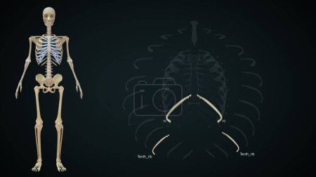 Photo for Tenth rib bone in human rib cage.3d illustration - Royalty Free Image