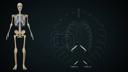 Photo for Twelfth rib bone in human rib cage.3d illustration - Royalty Free Image
