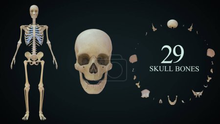 Photo for Total skull bones in Human skeletal system.3d illustration - Royalty Free Image