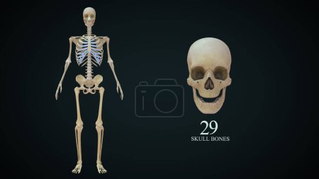 Téléchargez les photos : Illustration 3D de l'anatomie du crâne humain - en image libre de droit
