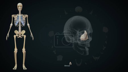Téléchargez les photos : Os ethmoïdes dans le crâne humain.Illustration 3d - en image libre de droit