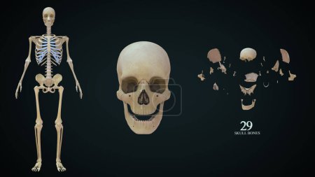 Foto de 29 huesos del cráneo en el cráneo humano.3d ilustración - Imagen libre de derechos