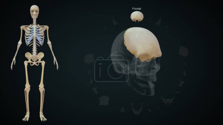 Téléchargez les photos : Os frontaux dans le crâne humain.Illustration 3d - en image libre de droit