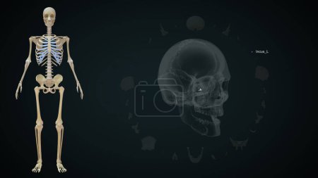 Foto de Incus hueso izquierdo en el cráneo humano. Ilustración 3d - Imagen libre de derechos