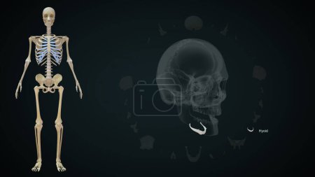 Photo for 3d illustration of hyoid bone in skull anatomy - Royalty Free Image