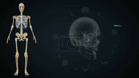 Foto de Malleus hueso izquierdo en el cráneo humano.3d ilustración - Imagen libre de derechos