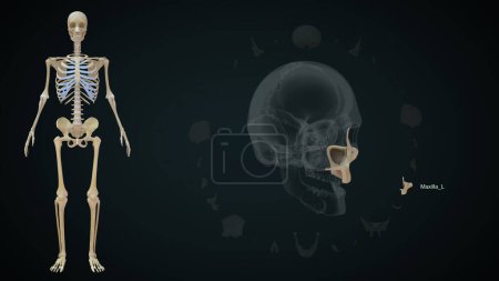 Téléchargez les photos : Maxilla os gauche dans le crâne humain.Illustration 3d - en image libre de droit