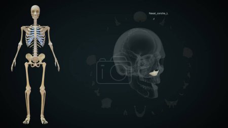 Photo for Nasal concha Left bone in human skull.3d illustration - Royalty Free Image