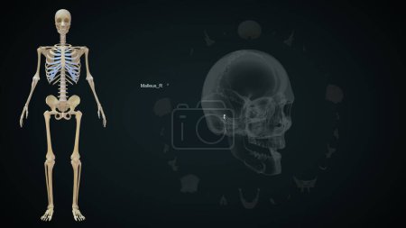 Téléchargez les photos : Malleus Os droit dans le crâne humain.Illustration 3D - en image libre de droit