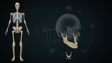 Photo for Mandible bone in human skull.3d illustration - Royalty Free Image