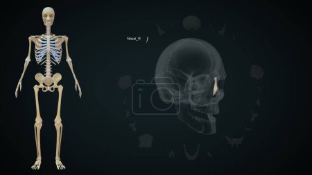 Photo for Nasal right bone in human skull.3d illustration - Royalty Free Image