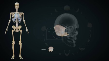 Téléchargez les photos : Os occipital dans le crâne humain.Illustration 3d - en image libre de droit