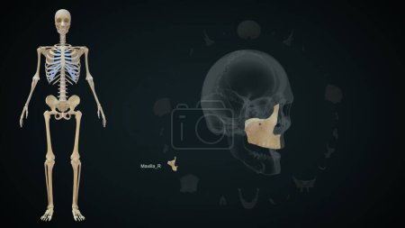 Téléchargez les photos : Maxilla os droit dans le crâne humain.Illustration 3d - en image libre de droit