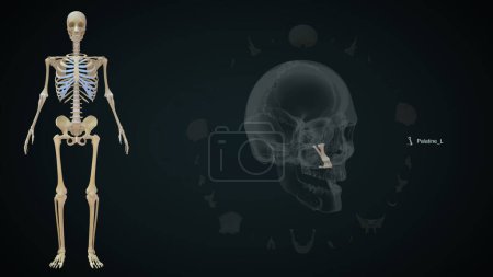Foto de Hueso izquierdo palatino en el cráneo humano. Ilustración 3d - Imagen libre de derechos