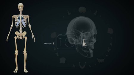 Foto de Palatina Hueso derecho en el cráneo humano. Ilustración 3d - Imagen libre de derechos