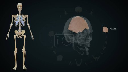 Foto de Hueso izquierdo parietal en cráneo humano. Ilustración 3d - Imagen libre de derechos